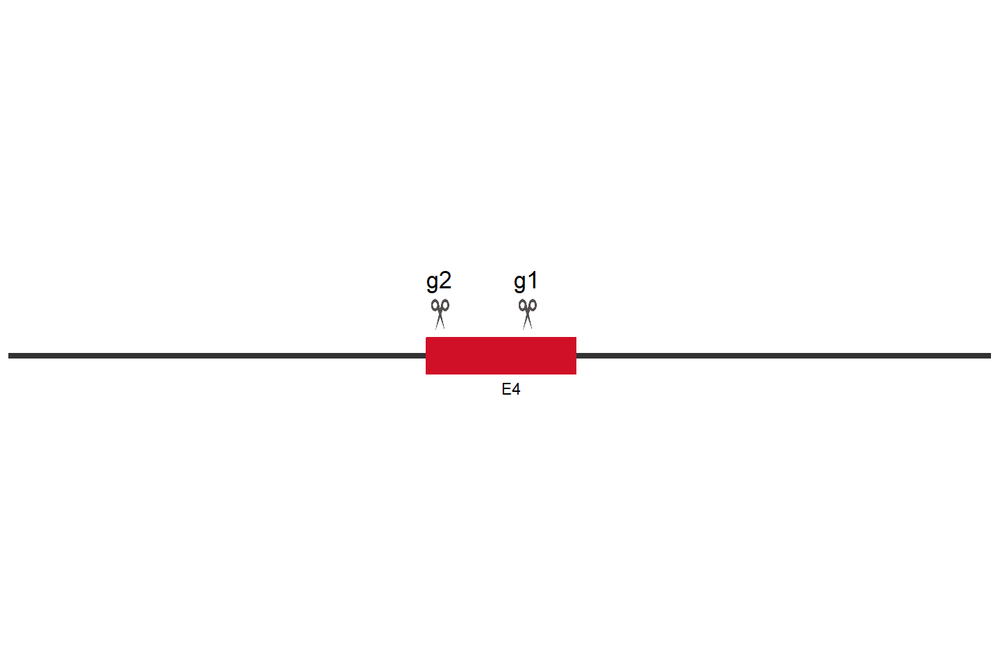 PRMT2 Knockout cell line (Hep G2) Target region