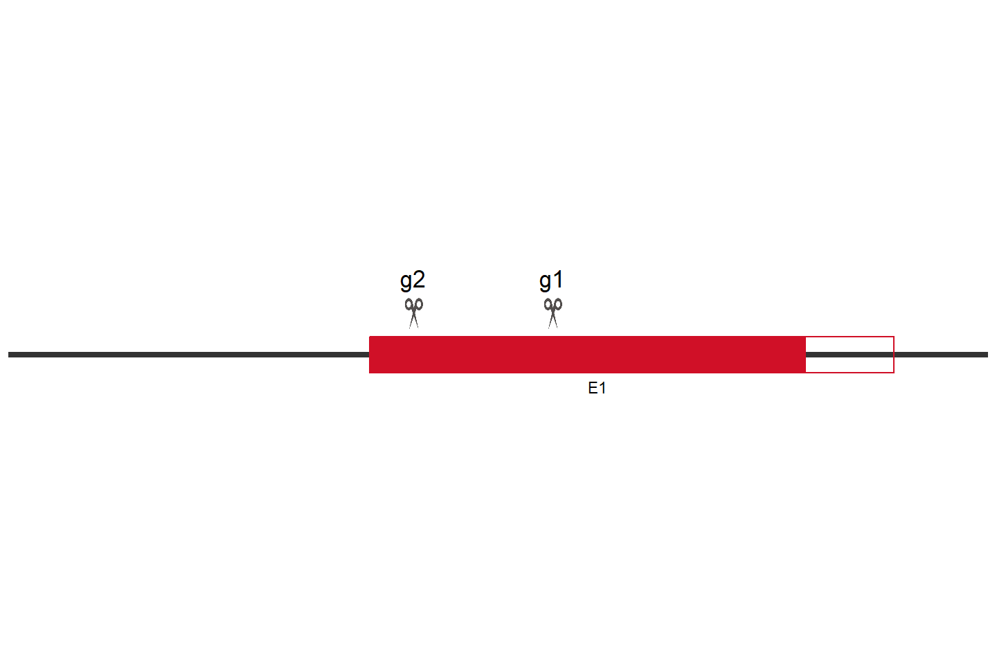 RCC1L Knockout cell line (Hep G2) Target region