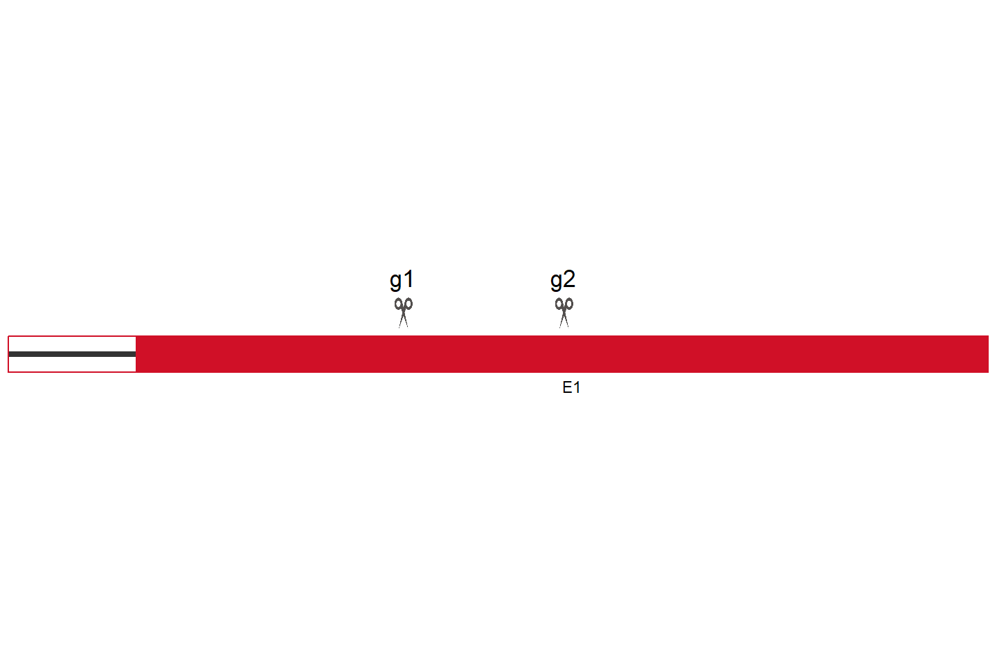 SRSF8 Knockout cell line (Hep G2) Target region