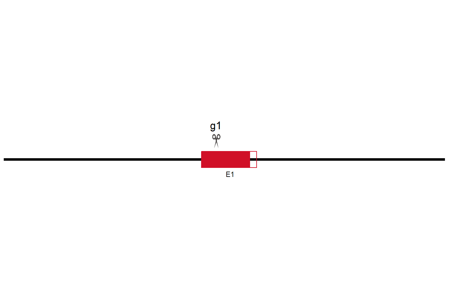 PEX19 Knockout cell line (Hep G2) Target region