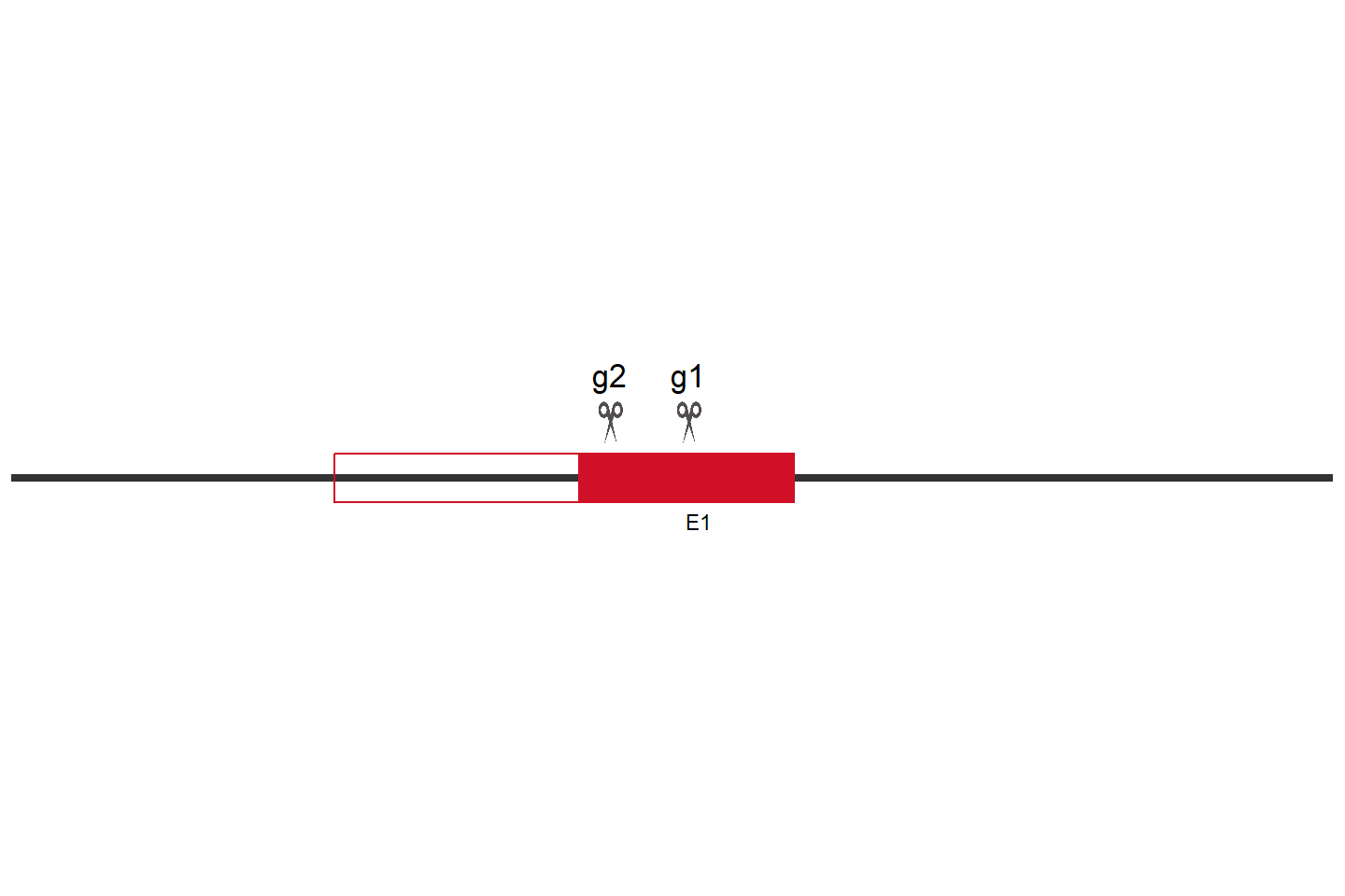 SLC30A9 Knockout cell line (Hep G2) Target region