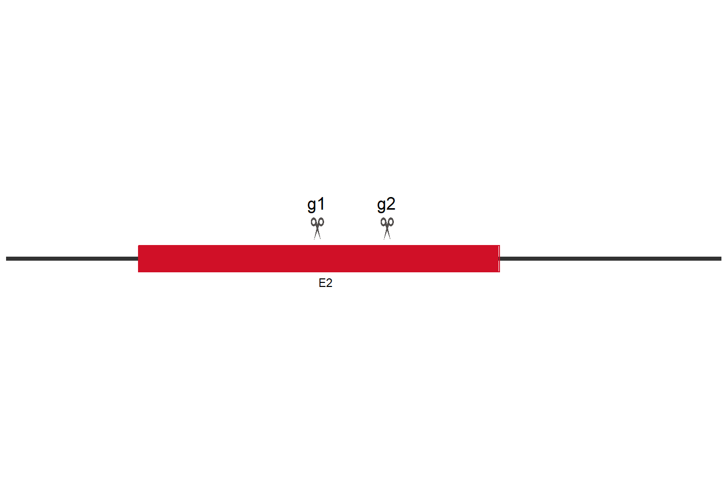 FBXL3 Knockout cell line (Hep G2) Target region