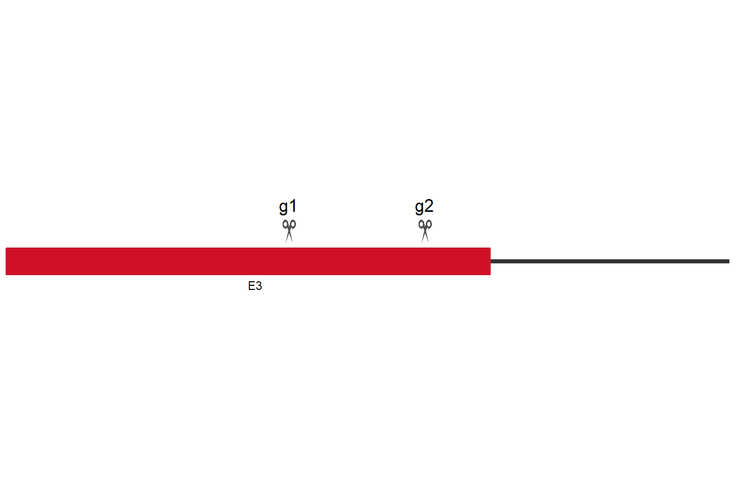 PUS3 Knockout cell line (Hep G2) Target region