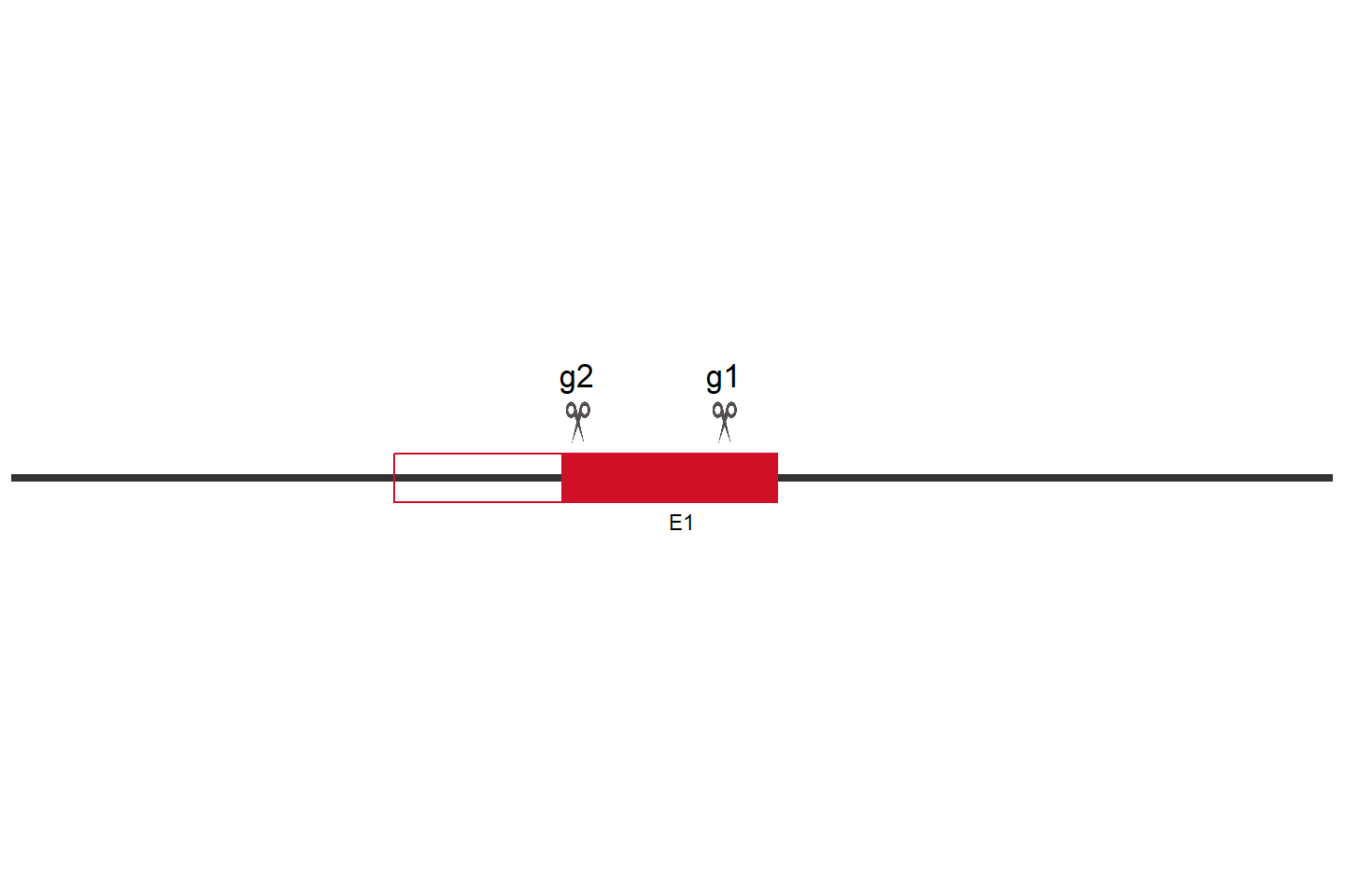 REEP6 Knockout cell line (Hep G2) Target region