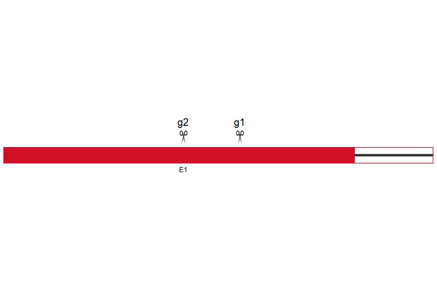 GCC1 Knockout cell line (Hep G2) Target region