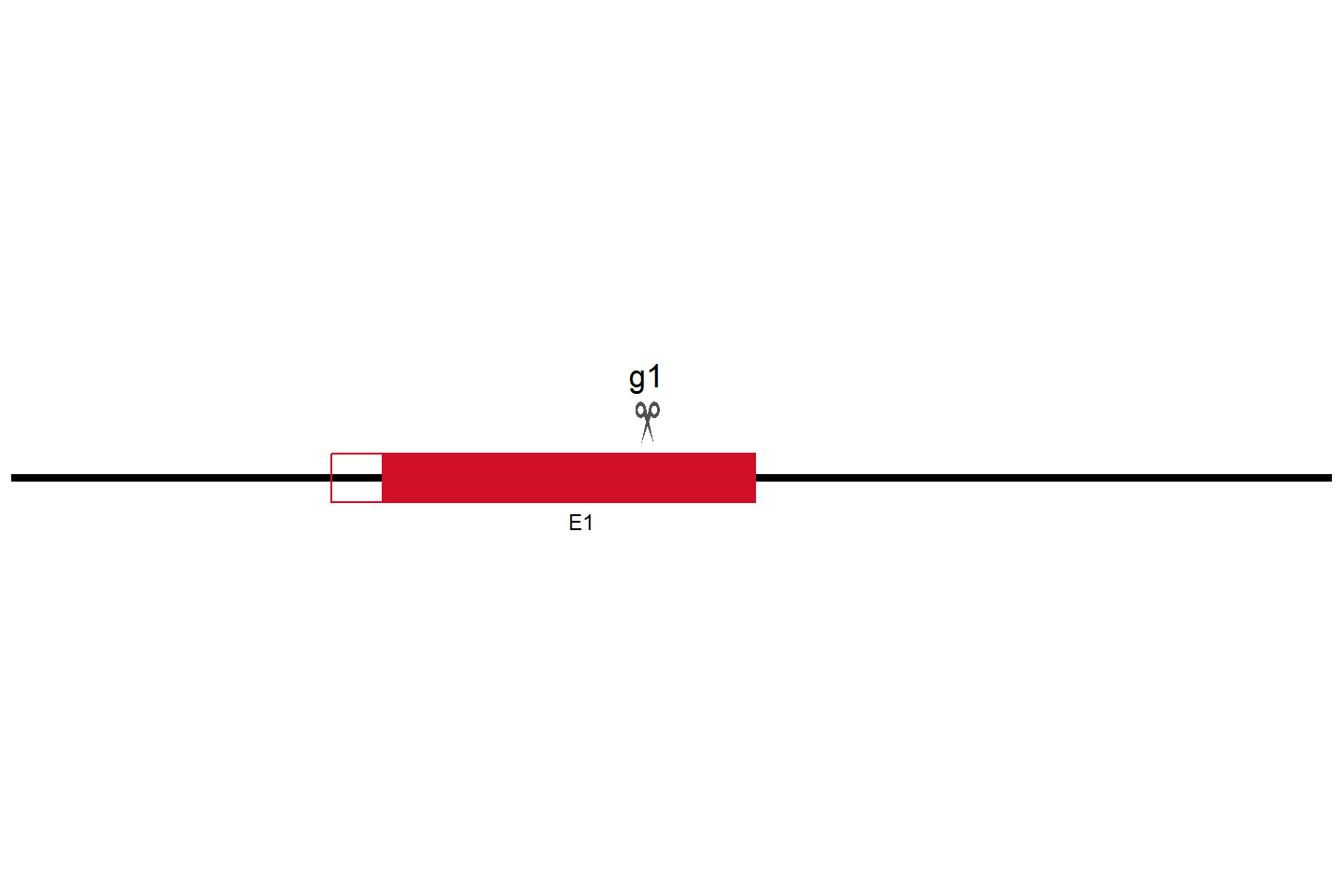 NENF Knockout cell line (Hep G2) Target region