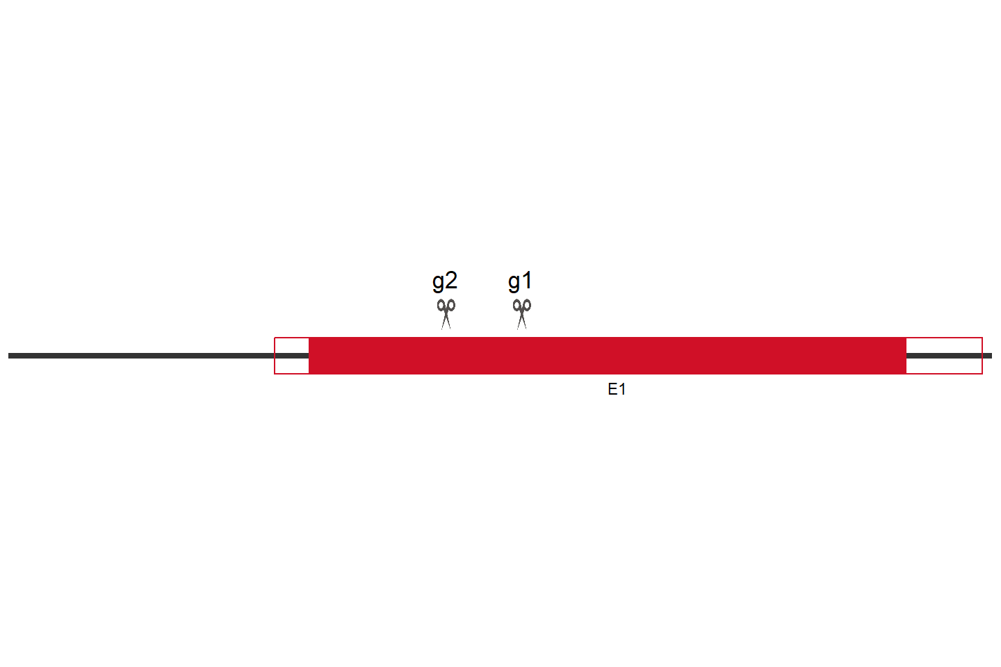 H3C10 Knockout cell line (Hep G2) Target region