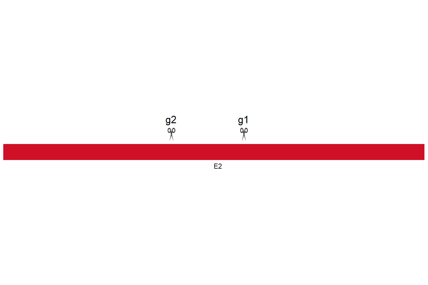 TOR4A Knockout cell line (Hep G2) Target region