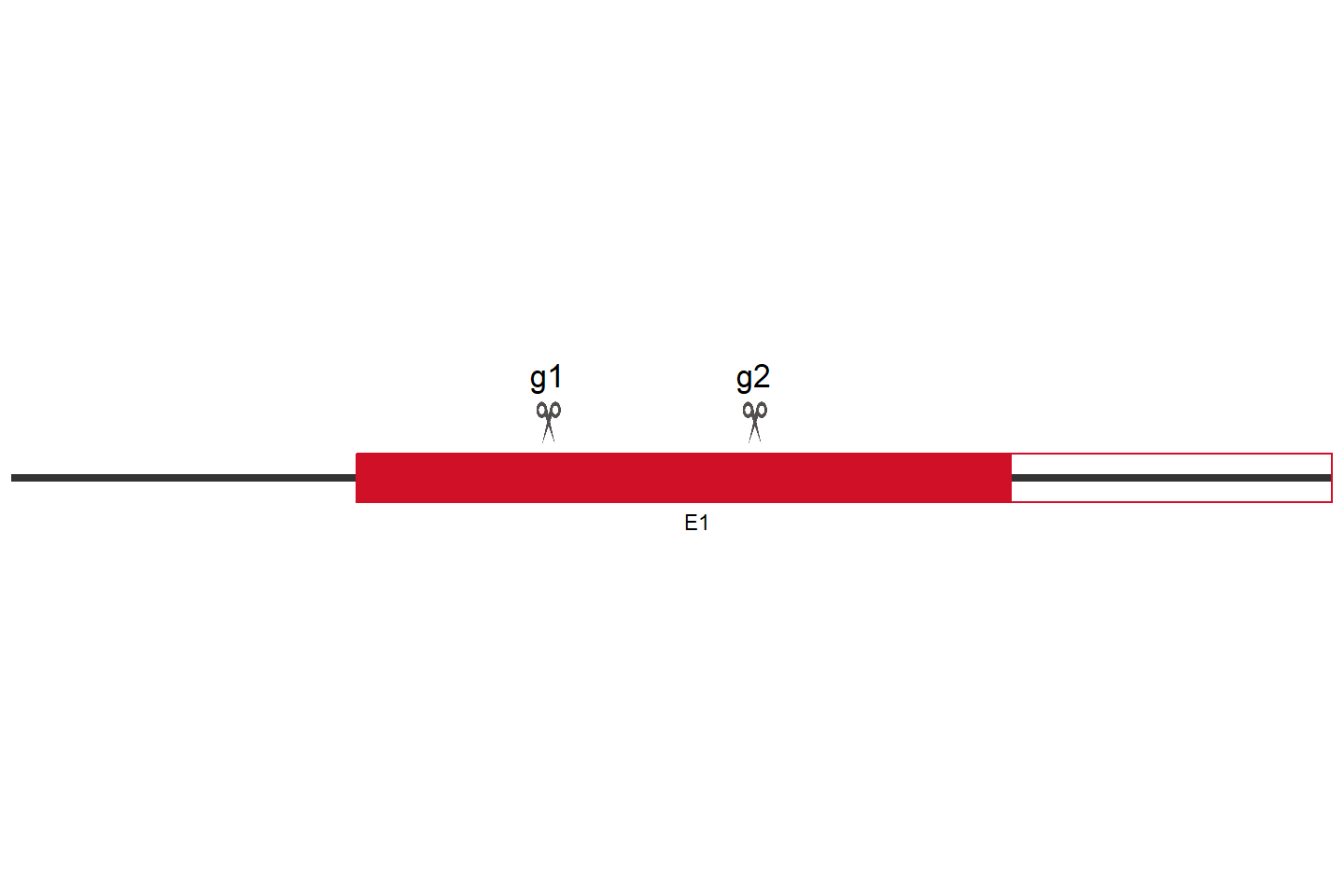 CACUL1 Knockout cell line (Hep G2) Target region