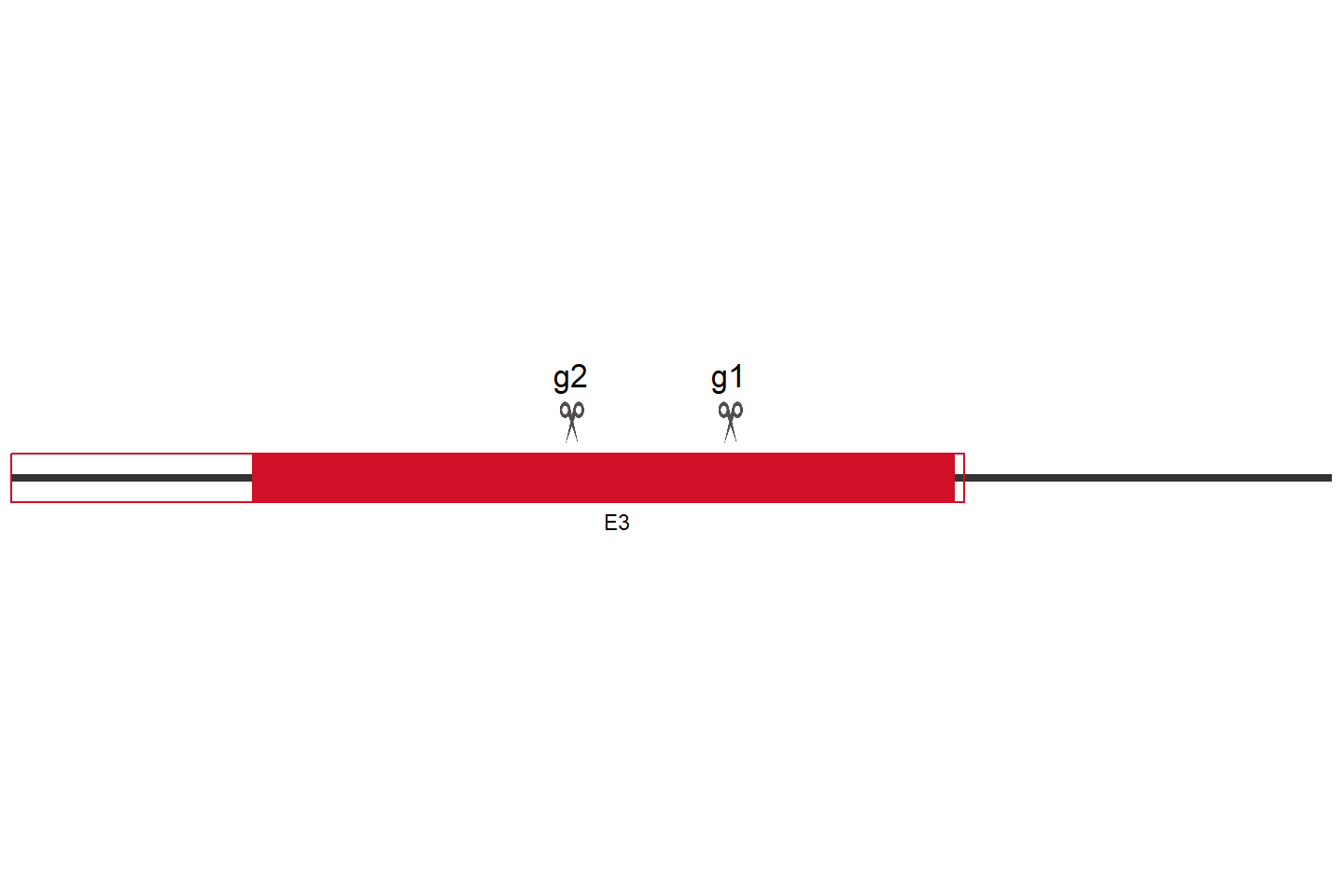 BEX1 Knockout cell line (Hep G2) Target region