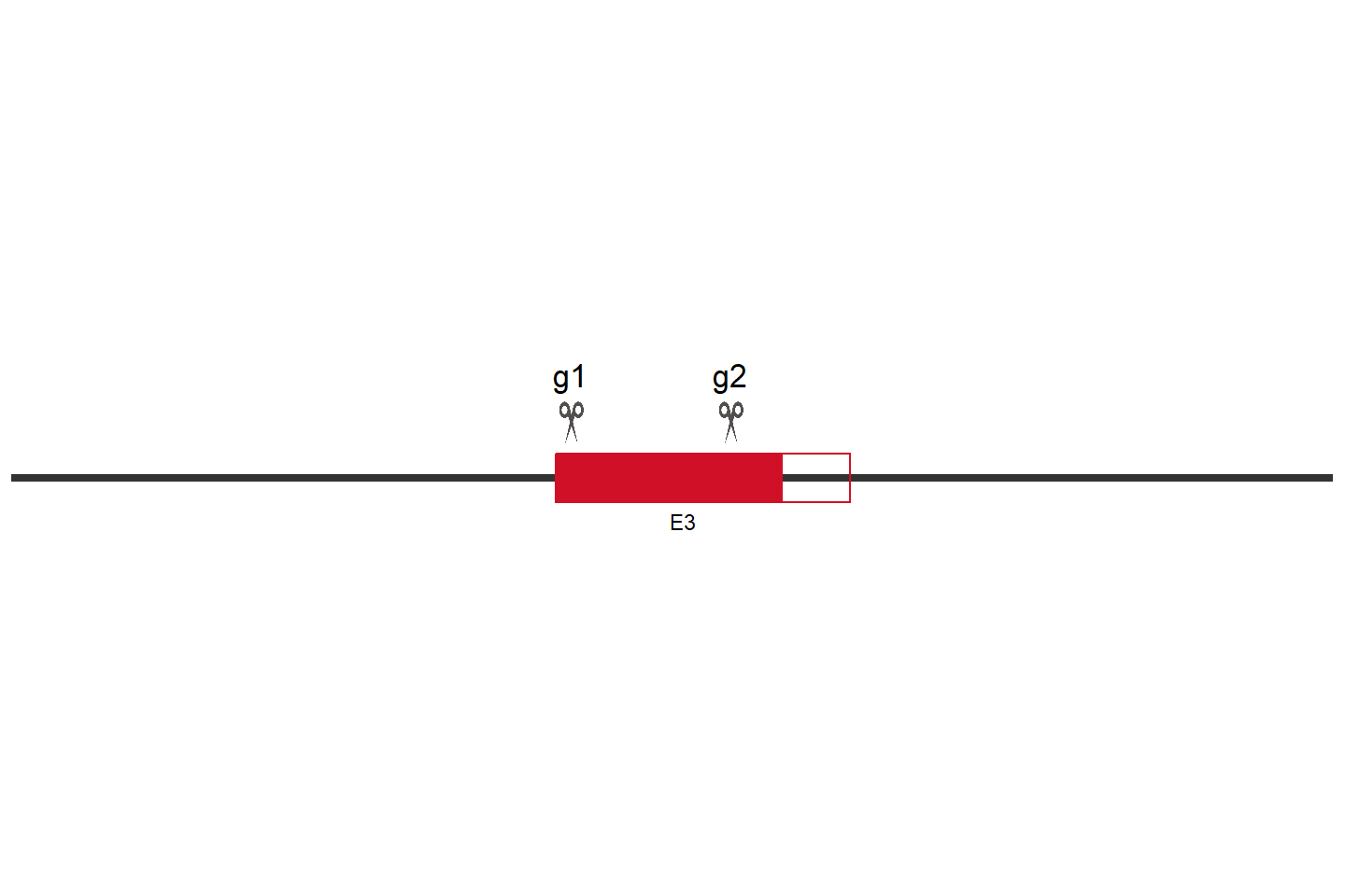 NCKAP5L Knockout cell line (Hep G2) Target region