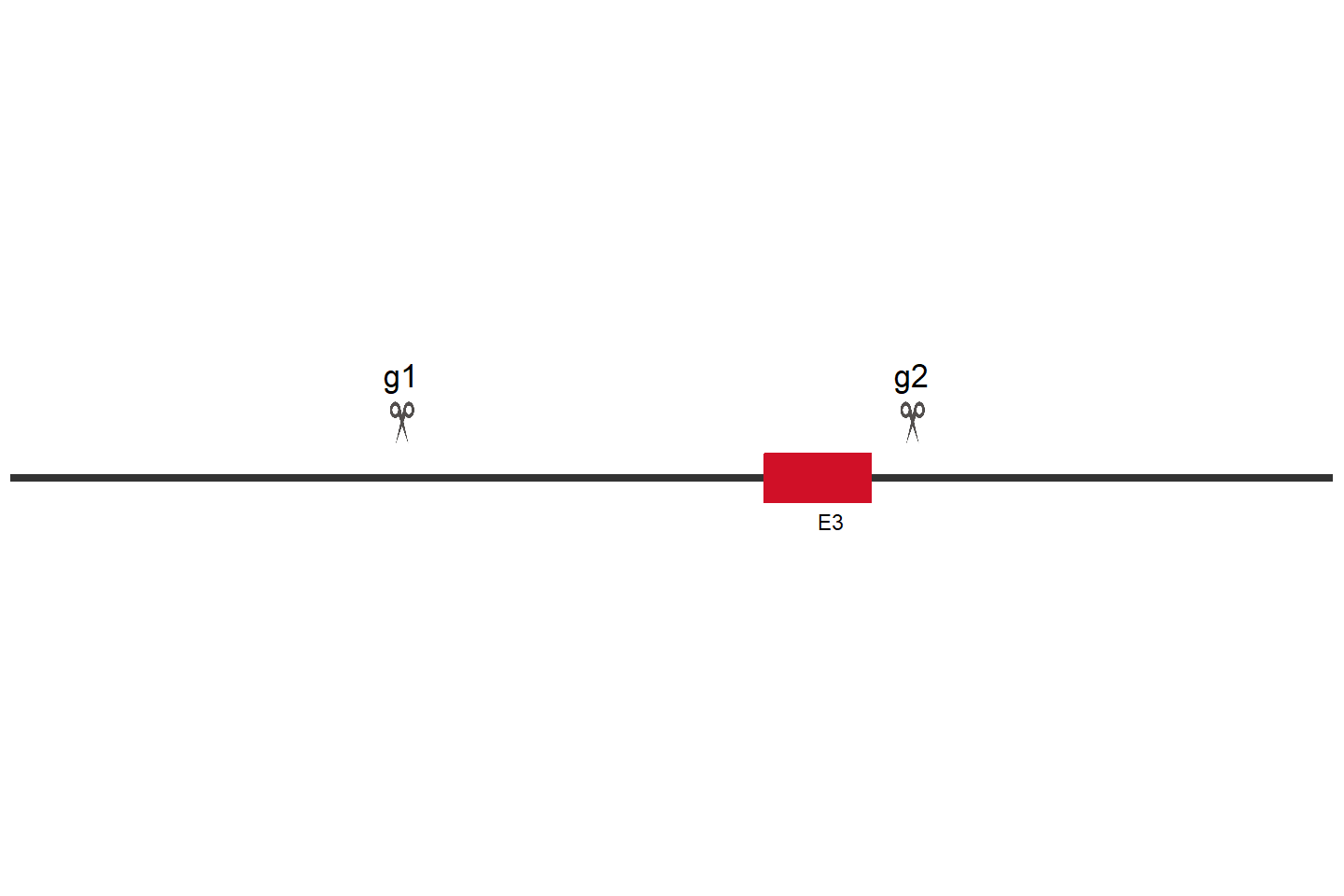 XPOT Knockout cell line (Hep G2) Target region