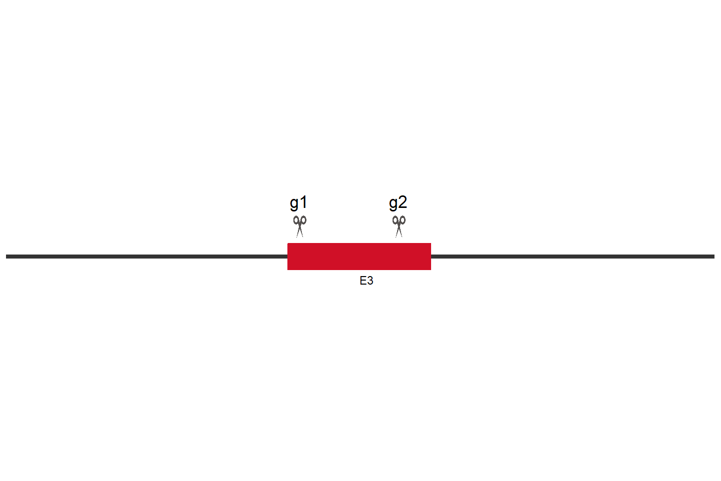 TNNC1 Knockout cell line (Hep G2) Target region