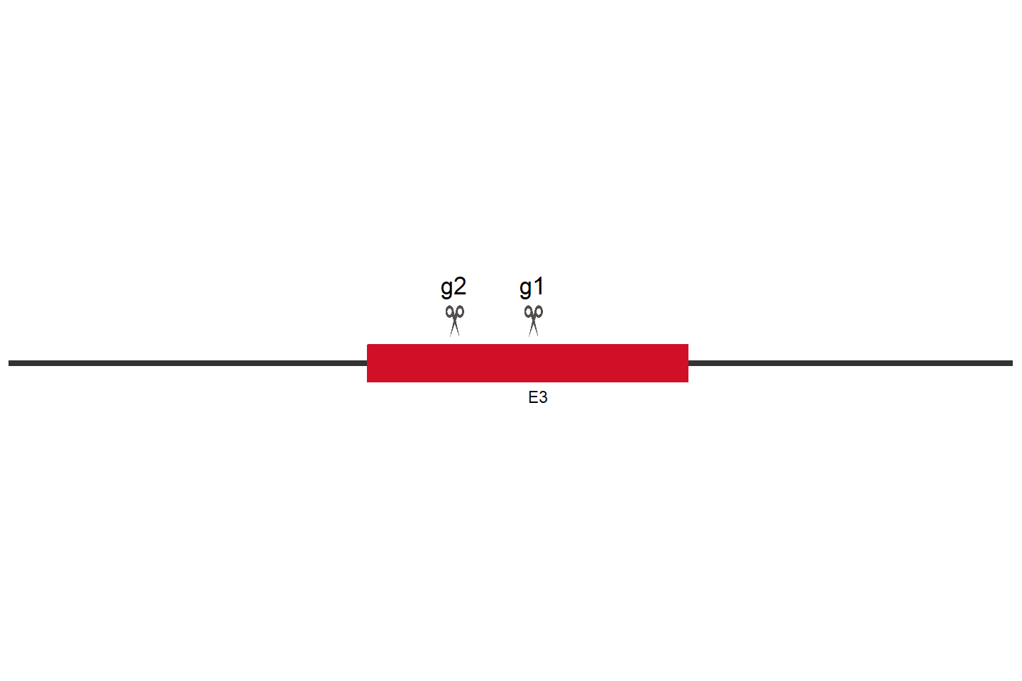 MYCBP2 Knockout cell line (Hep G2) Target region