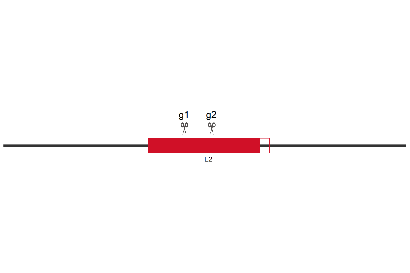 PHF19 Knockout cell line (Hep G2) Target region