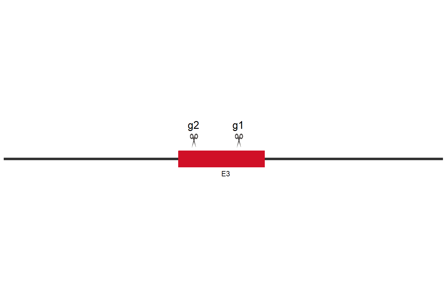 HGSNAT Knockout cell line (Hep G2) Target region