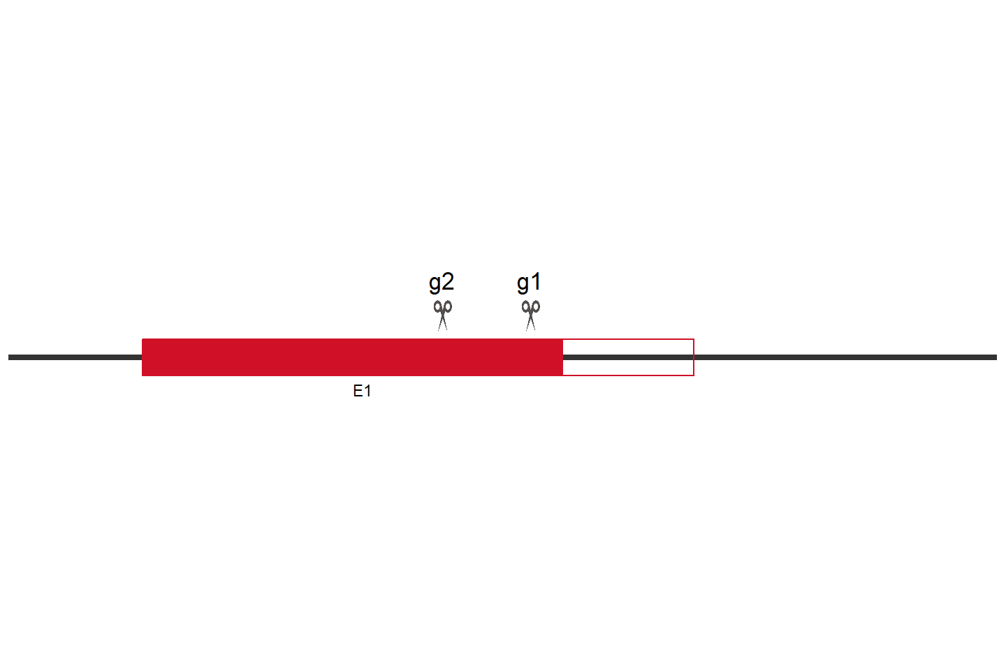 LIX1L Knockout cell line (Hep G2) Target region