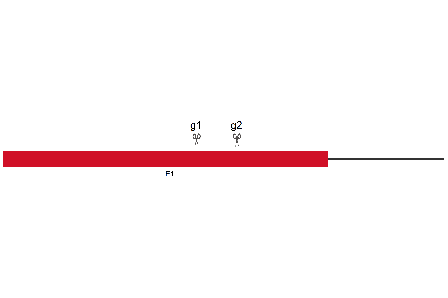 MANEAL Knockout cell line (Hep G2) Target region