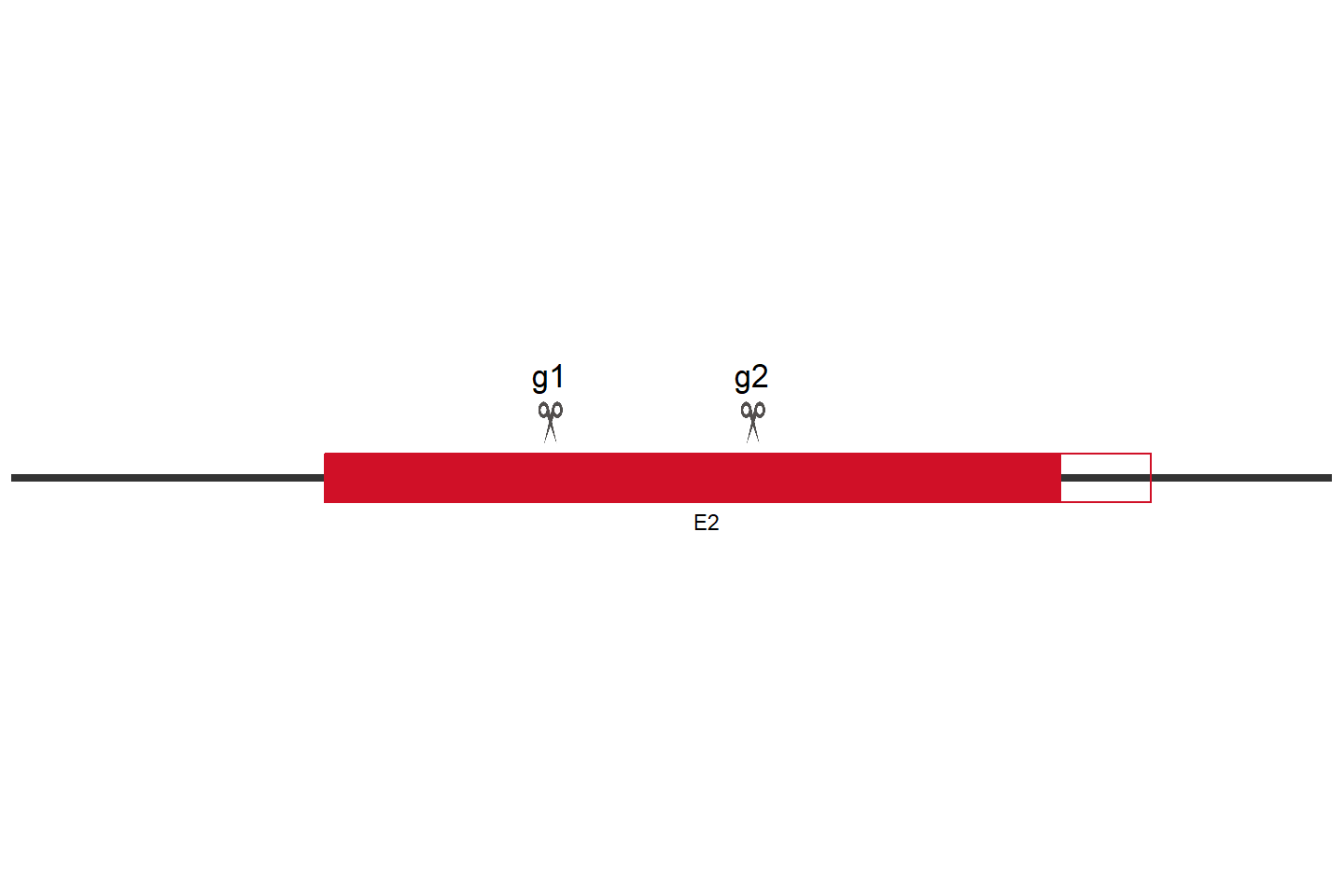 TBRG4 Knockout cell line (Hep G2) Target region