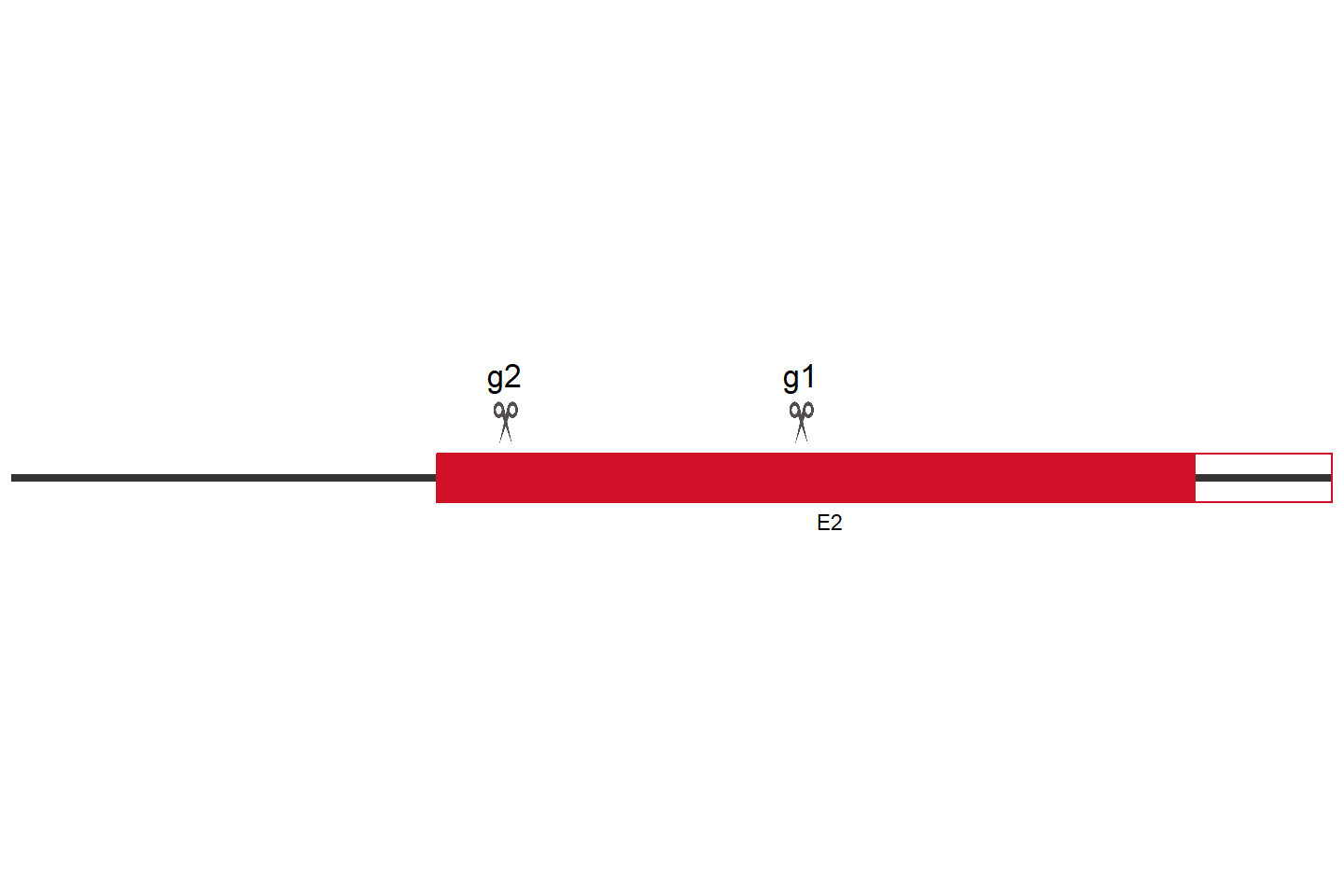 MSANTD4 Knockout cell line (Hep G2) Target region