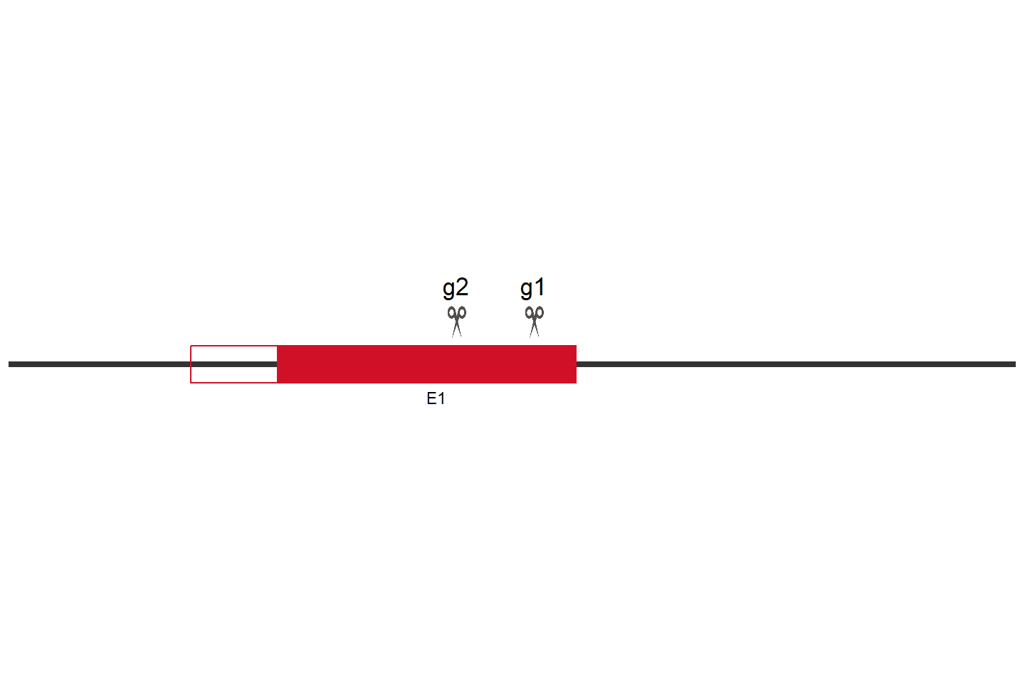 TPRG1L Knockout cell line (Hep G2) Target region