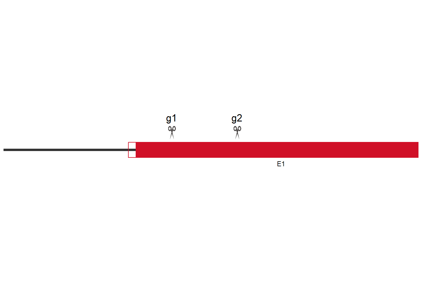 EIF2S3B Knockout cell line (Hep G2) Target region