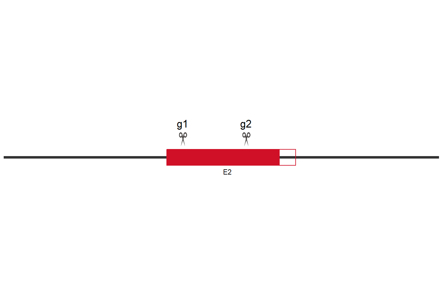 ARHGDIA Knockout cell line (Hep G2) Target region