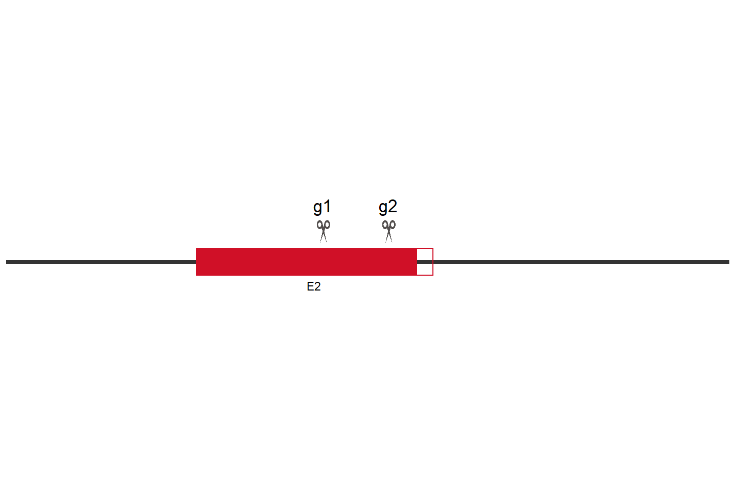 AASS Knockout cell line (Hep G2) Target region