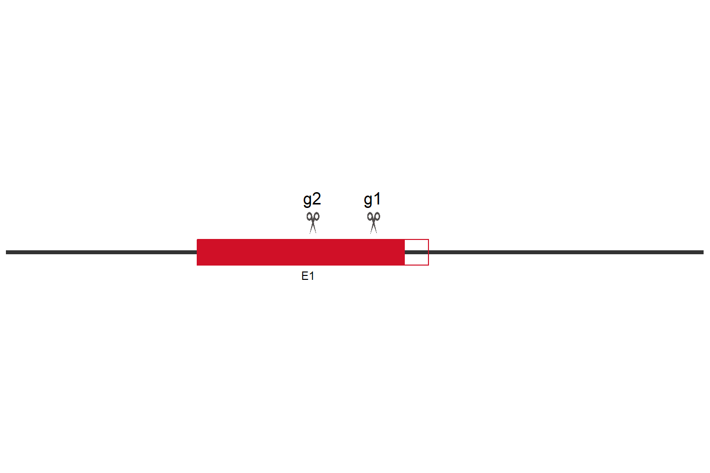 CCDC43 Knockout cell line (Hep G2) Target region