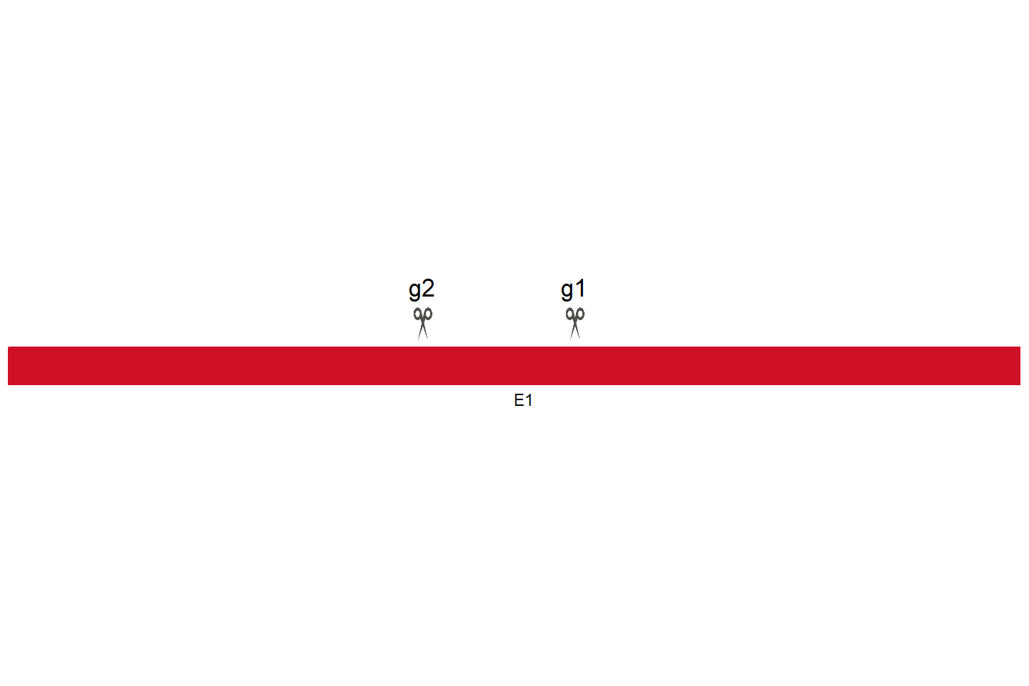 CELSR3 Knockout cell line (Hep G2) Target region