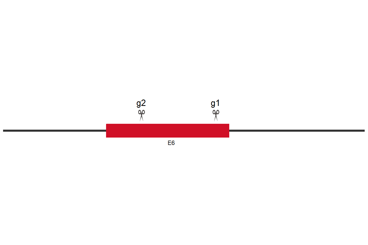 PTPRH Knockout cell line (Hep G2) Target region