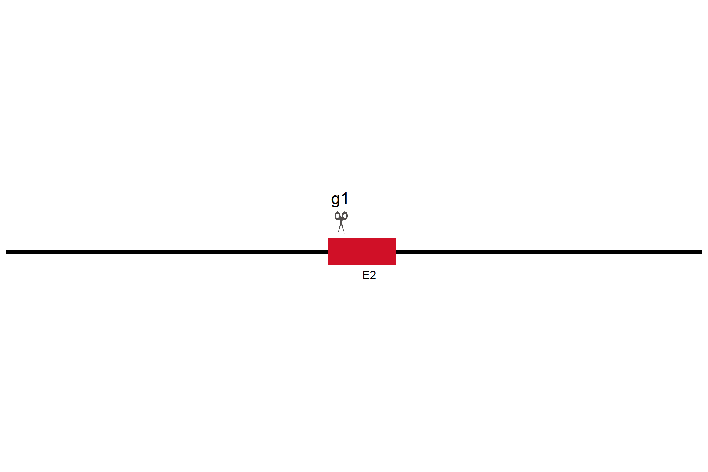 PAXX Knockout cell line (Hep G2) Target region