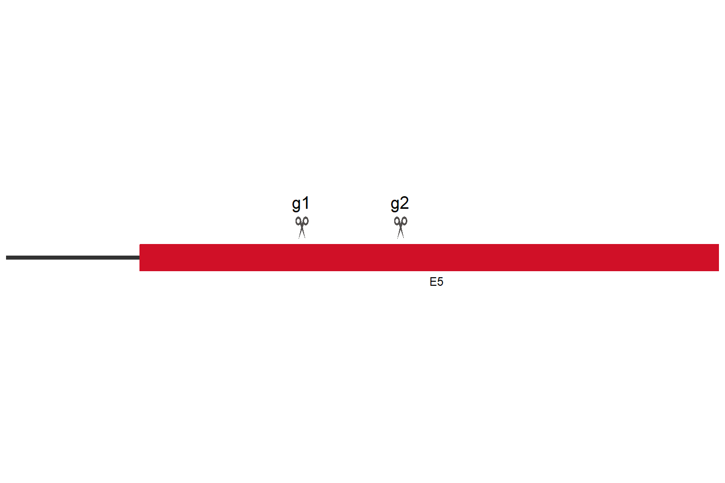 ZNF33A Knockout cell line (Hep G2) Target region