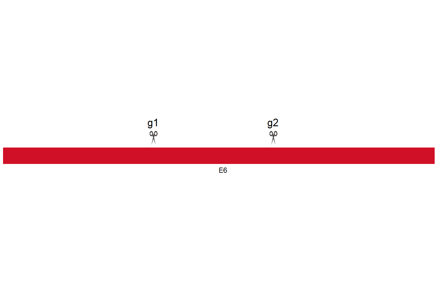 ZNF248 Knockout cell line (Hep G2) Target region