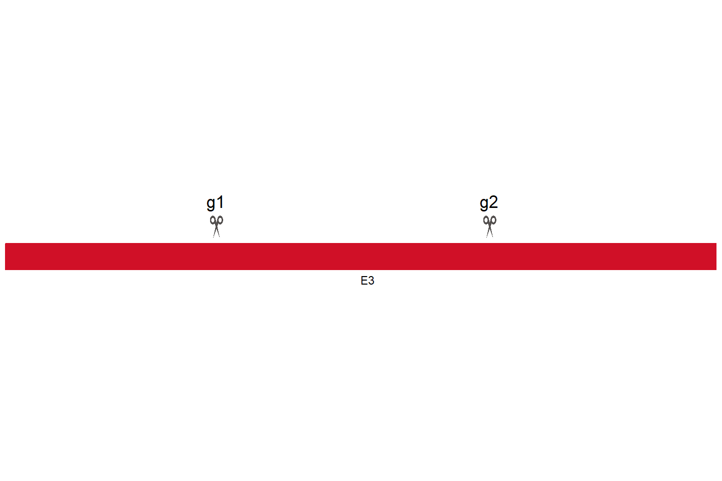 ZNF770 Knockout cell line (Hep G2) Target region