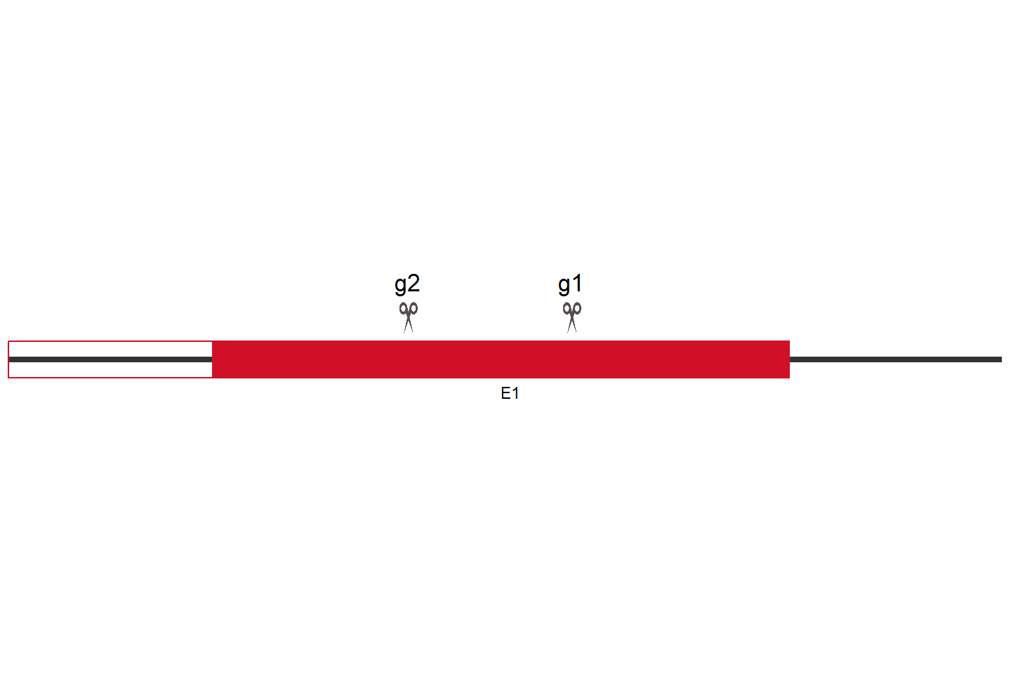 FAM174A Knockout cell line (Hep G2) Target region