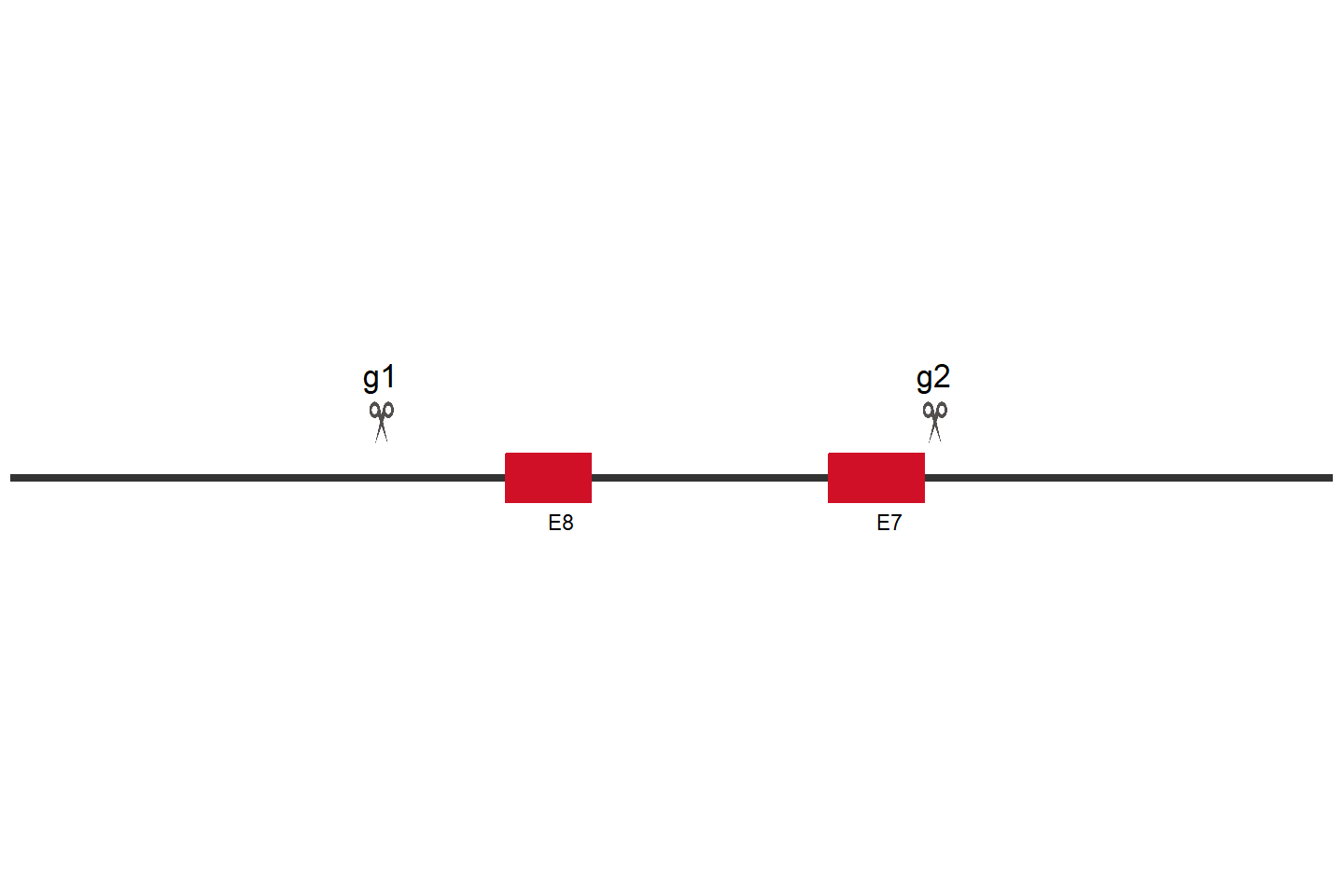 ATP13A2 Knockout cell line (Hep G2) Target region