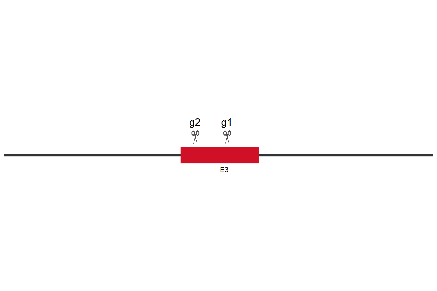 ENPP3 Knockout cell line (Hep G2) Target region