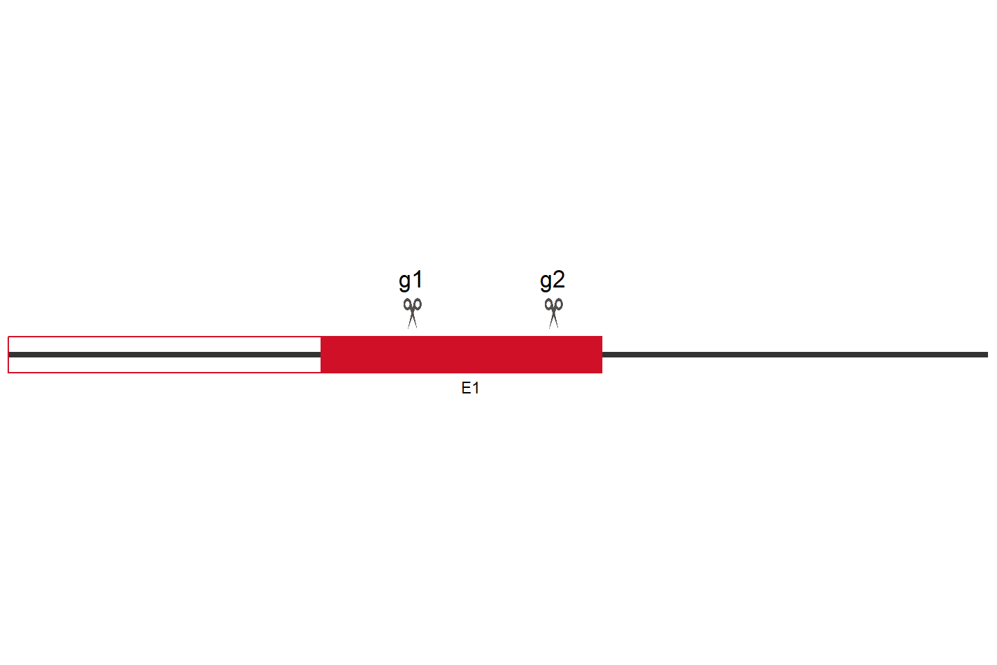 AGGF1 Knockout cell line (Hep G2) Target region