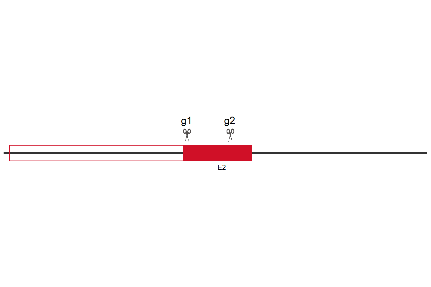 PPIP5K2 Knockout cell line (Hep G2) Target region