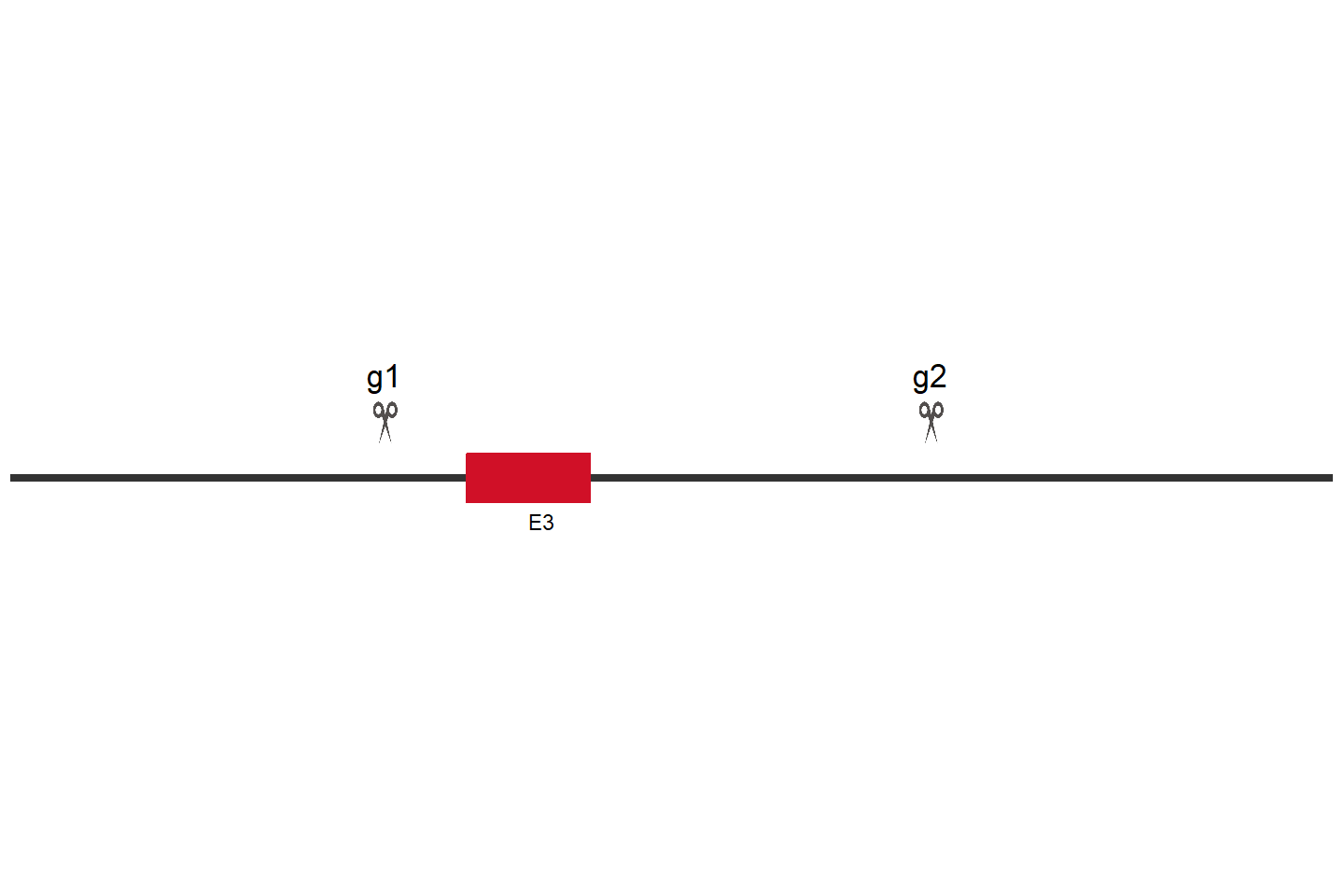 RRAGB Knockout cell line (Hep G2) Target region