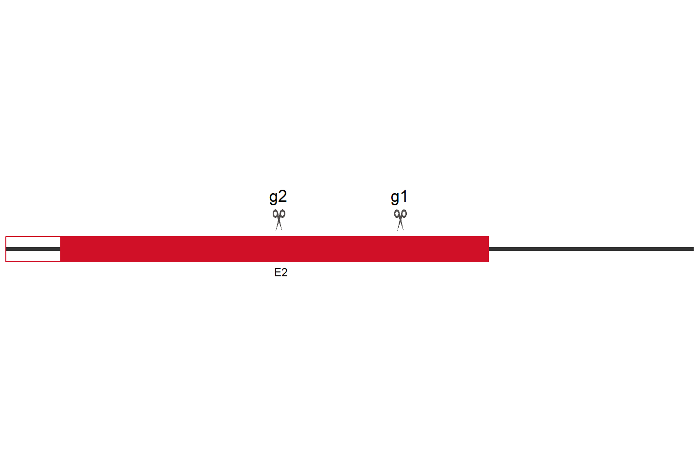 NLGN4Y Knockout cell line (Hep G2) Target region