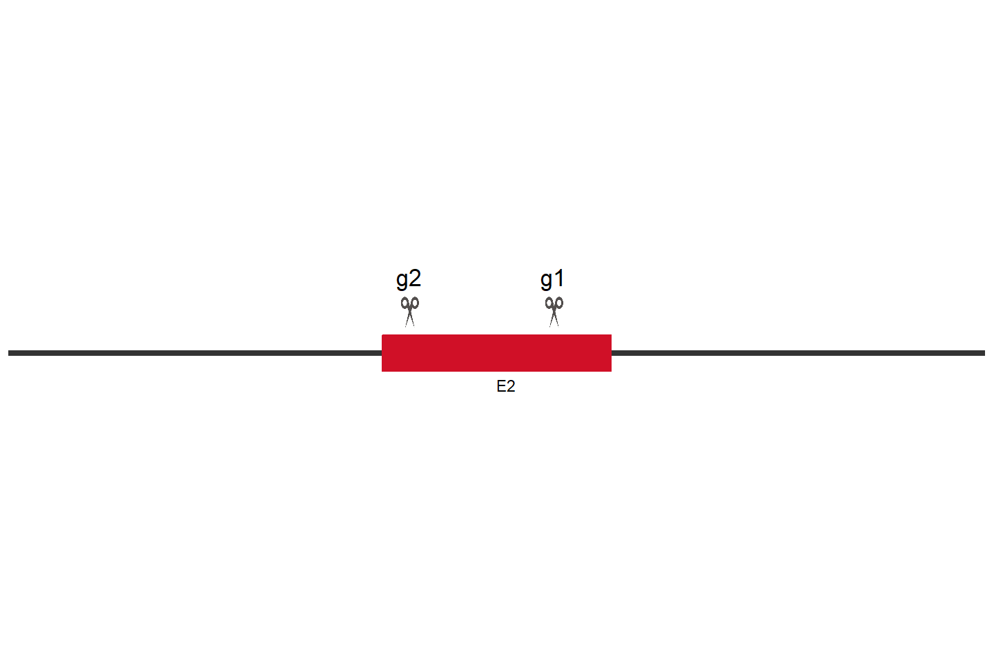 ZC4H2 Knockout cell line (Hep G2) Target region