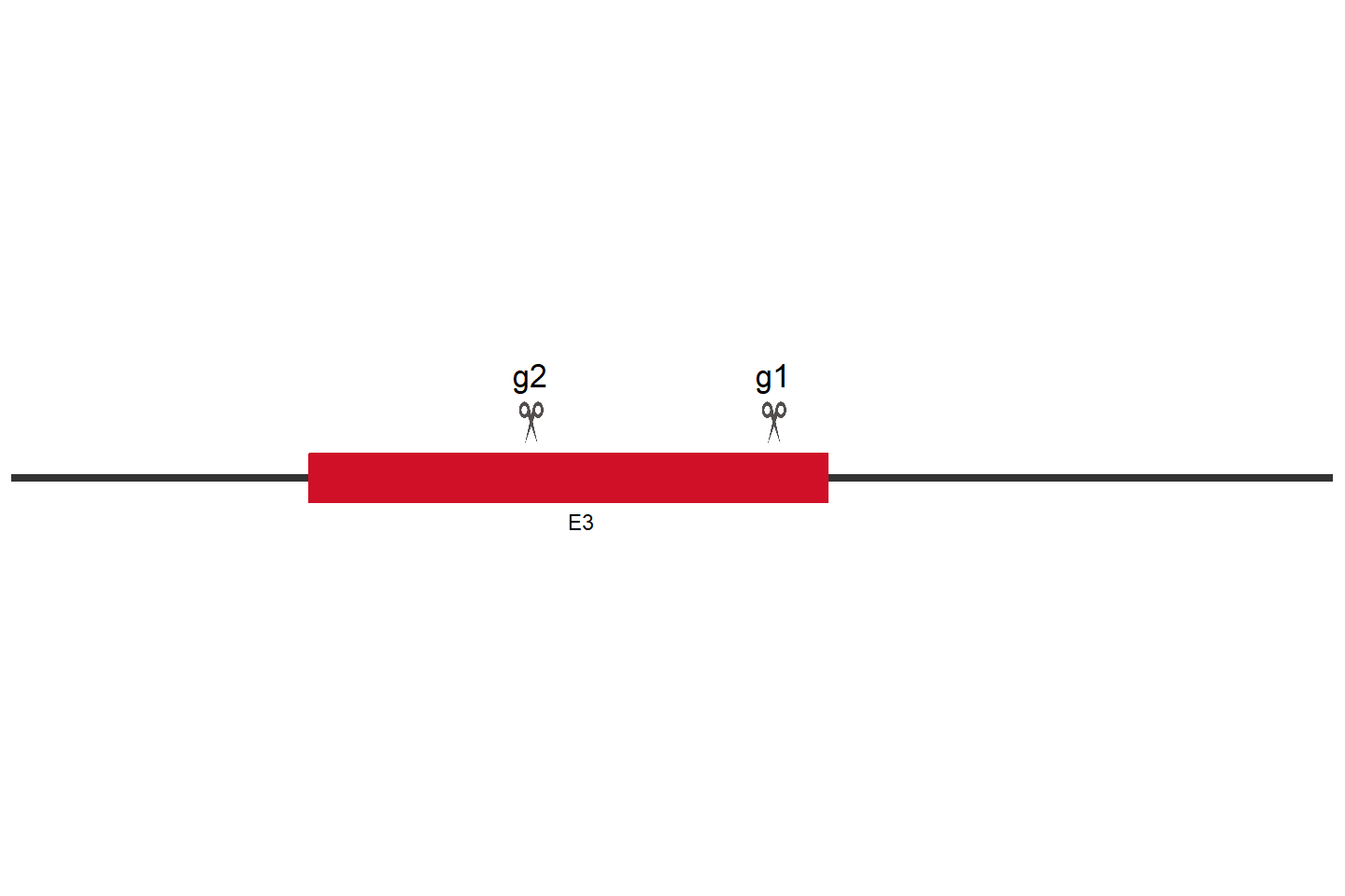 KIR2DS4 Knockout cell line (Hep G2) Target region