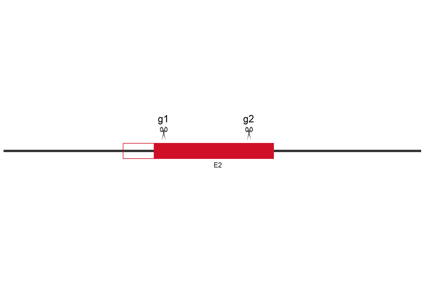 STARD3NL Knockout cell line (Hep G2) Target region