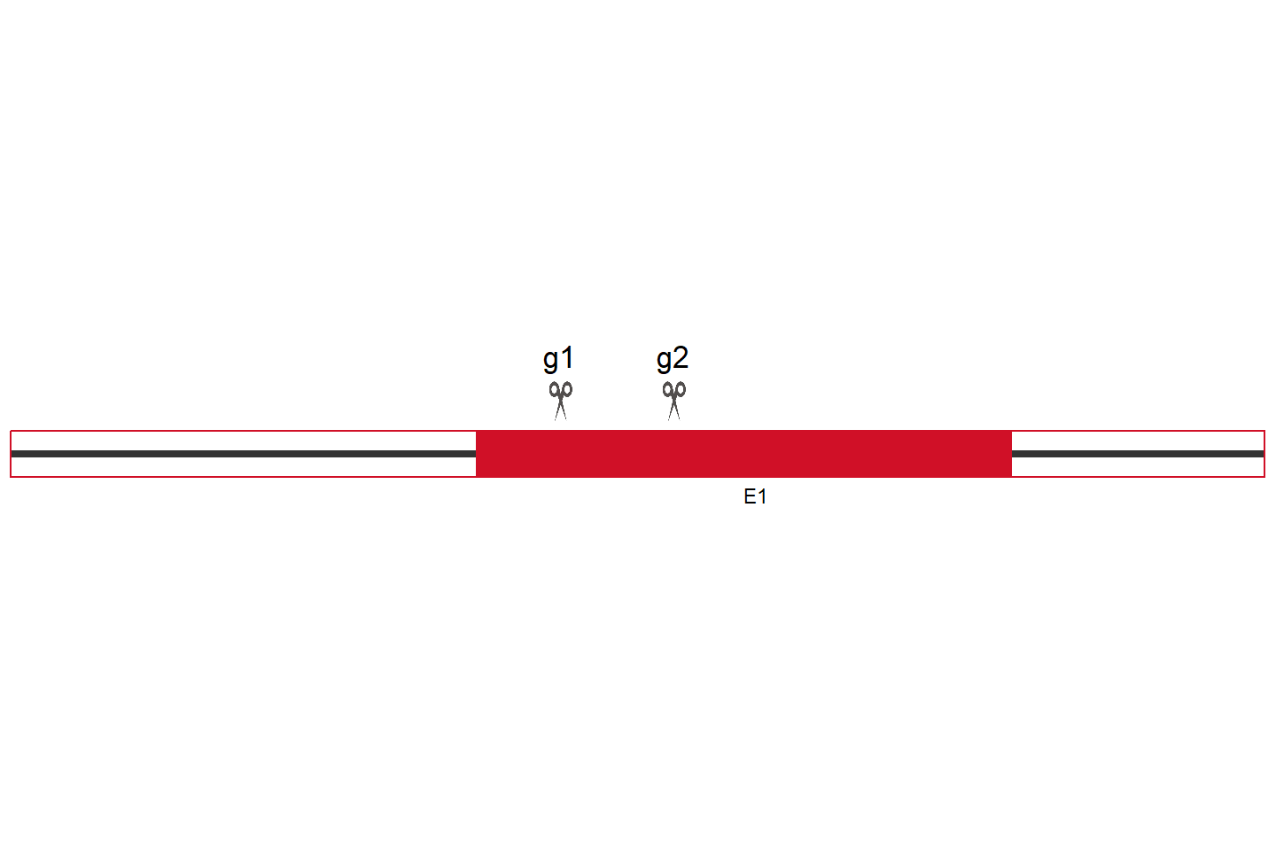 ATXN7L3B Knockout cell line (Hep G2) Target region