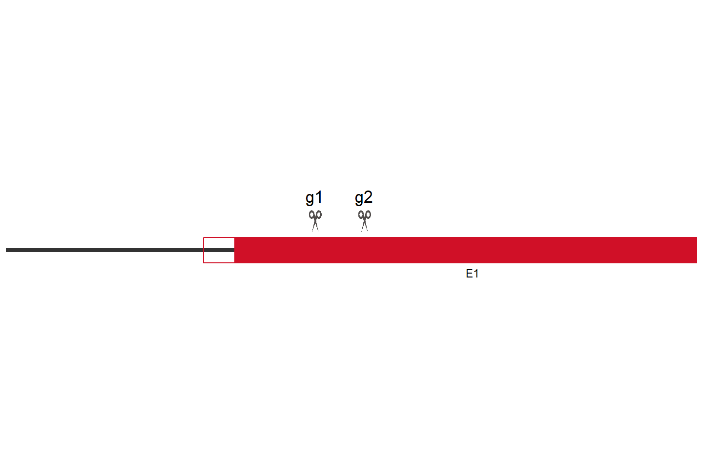 UBE2NL Knockout cell line (Hep G2) Target region