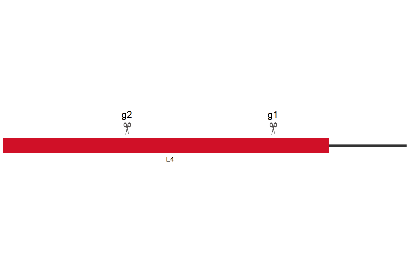 SPATA31C2 Knockout cell line (Hep G2) Target region