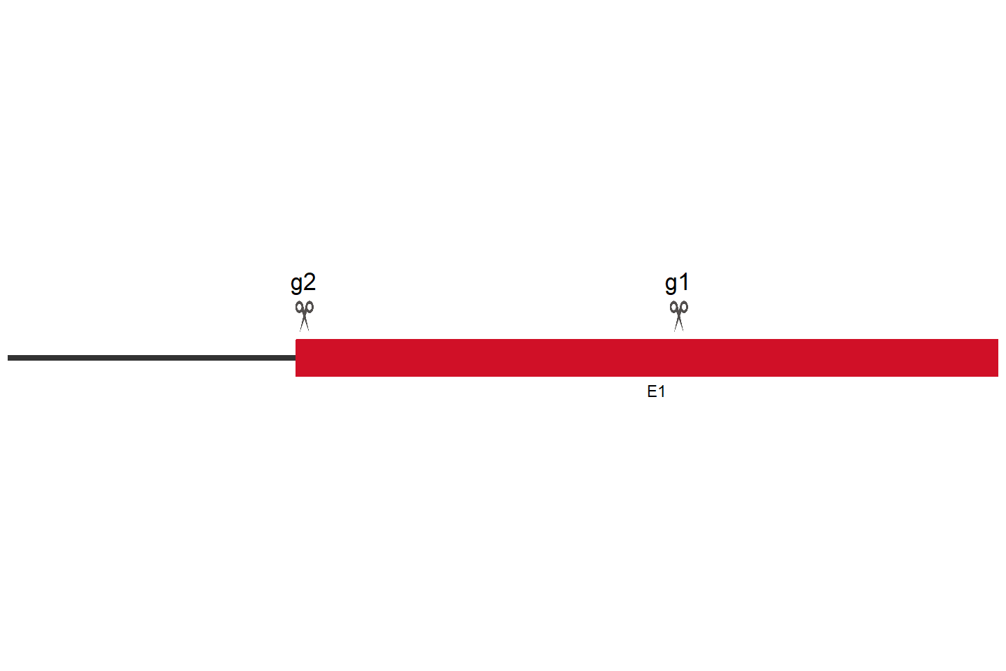 OR4C45 Knockout cell line (Hep G2) Target region