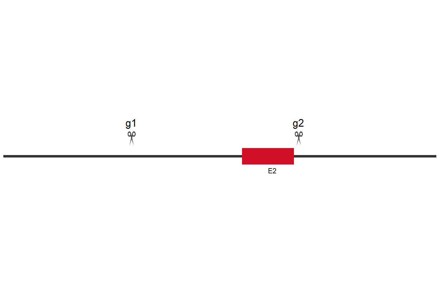 SMS Knockout cell line (Hep G2) Target region